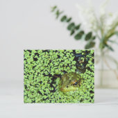 Bullfrog (Pyxicephalus adspersus) bij eendenkroos Briefkaart (Staand voorkant)