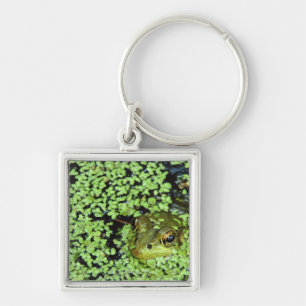Bullfrog (Pyxicephalus adspersus) bij eendenkroos Sleutelhanger