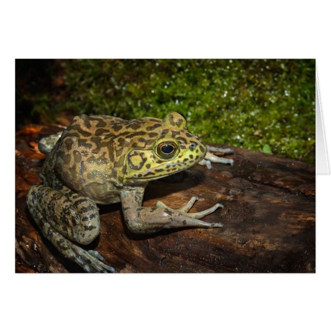 Bullfrog, Rana catesbeiana (Voorkant Horizontaal)