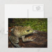 Bullfrog, Rana catesbeiana Briefkaart (Voorkant / Achterkant)