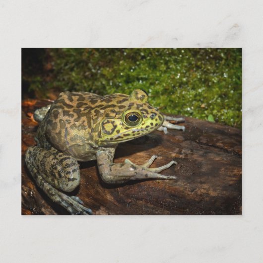 Bullfrog, Rana catesbeiana Briefkaart (Voorkant)