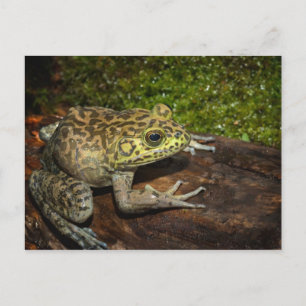 Bullfrog, Rana catesbeiana Briefkaart