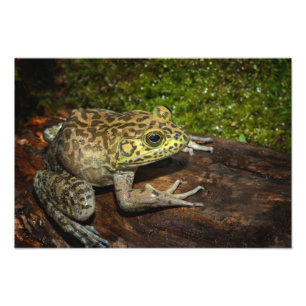 Bullfrog, Rana catesbeiana Foto Afdruk