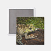 Bullfrog, Rana catesbeiana Magneet (Voorkant / Achterkant)