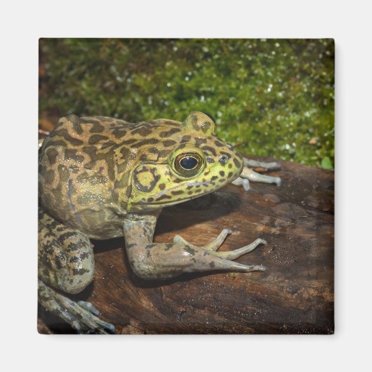 Bullfrog, Rana catesbeiana Magneet (Voorkant)