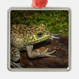 Bullfrog, Rana catesbeiana Metalen Ornament