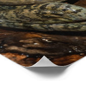 Bullfrog, Rana catesbeiana Poster (Hoek)