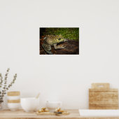 Bullfrog, Rana catesbeiana Poster (Keuken)