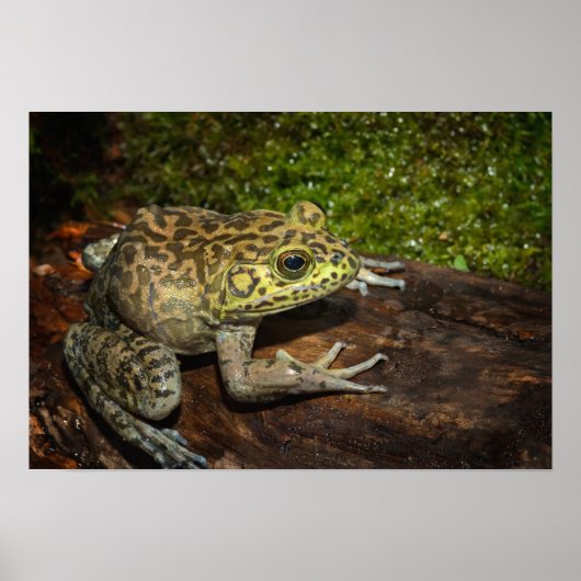 Bullfrog, Rana catesbeiana Poster (Voorkant)