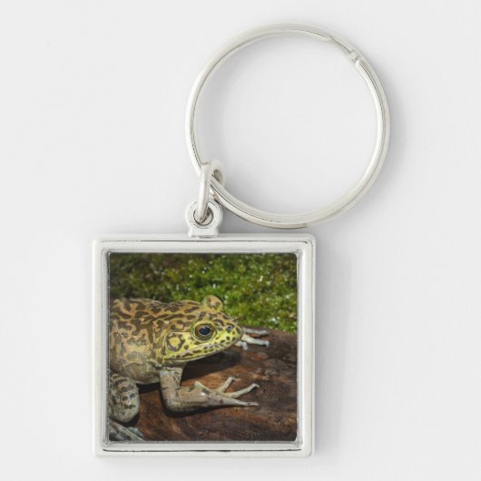 Bullfrog, Rana catesbeiana Sleutelhanger (Voorkant)
