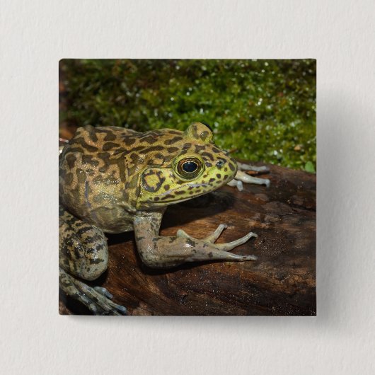 Bullfrog, Rana catesbeiana Vierkante Button 5,1 Cm (Voorkant)