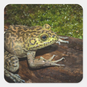 Bullfrog, Rana catesbeiana Vierkante Sticker