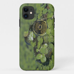 Bullfrog, Rana catesbeiana, volwassen in eendekroo iPhone 11 Hoesje