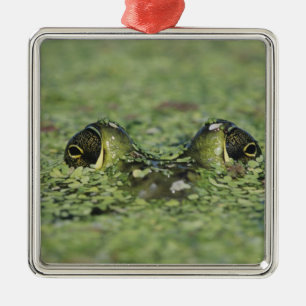 Bullfrog, Rana catesbeiana, volwassen in eendekroo Metalen Ornament
