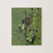 Bullfrog, Rana catesbeiana, volwassen in eendenkro Legpuzzel (Verticaal)