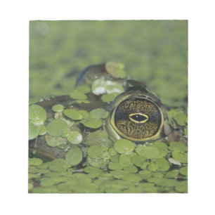 Bullfrog, Rana catesbeiana, volwassen in eendenkro Notitieblok