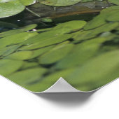 Bullfrog, Rana catesbeiana, volwassen in eendenkro Poster (Hoek)