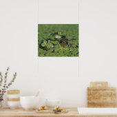 Bullfrog, Rana catesbeiana, volwassen in eendenkro Poster (Keuken)
