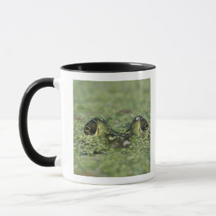 Bullfrog, Rana catesbeiana, volwassene in eendekro Mok