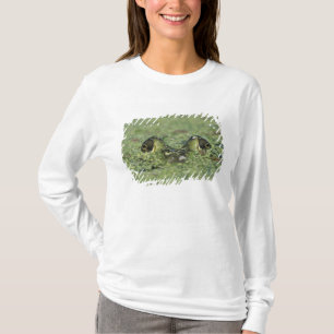 Bullfrog, Rana catesbeiana, volwassene in eendekro T-shirt