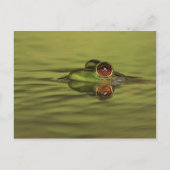 Bullfrog Swimming Briefkaart (Voorkant)