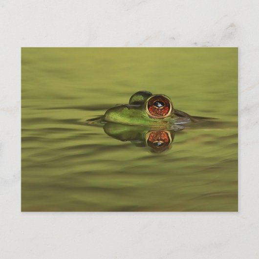 Bullfrog Swimming Briefkaart (Voorkant)