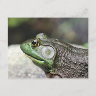 Bullfrog Thoughts Natuur Fotografie Briefkaart