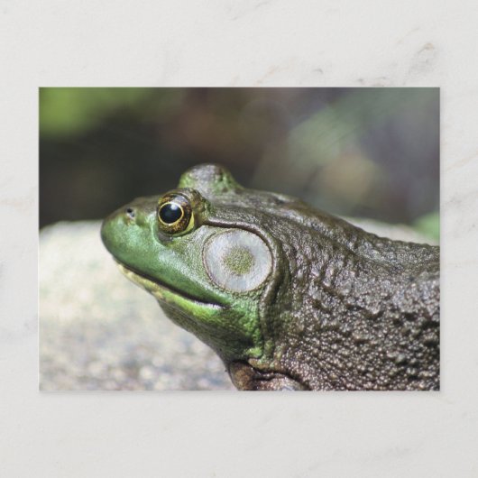 Bullfrog Thoughts Natuur Fotografie Briefkaart (Voorkant)