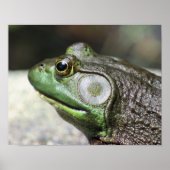 Bullfrog Thoughts-Natuur Poster (Voorkant)