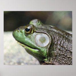 Bullfrog Thoughts-Natuur Poster