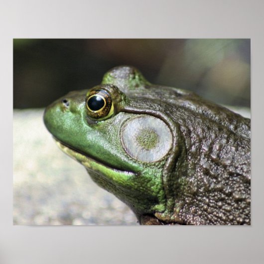 Bullfrog Thoughts-Natuur Poster (Voorkant)