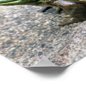 Bullfrog, vergadering op Rock Natuur Poster (Hoek)