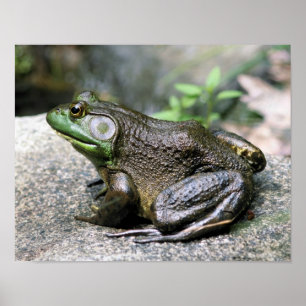 Bullfrog, vergadering op Rock Natuur Poster