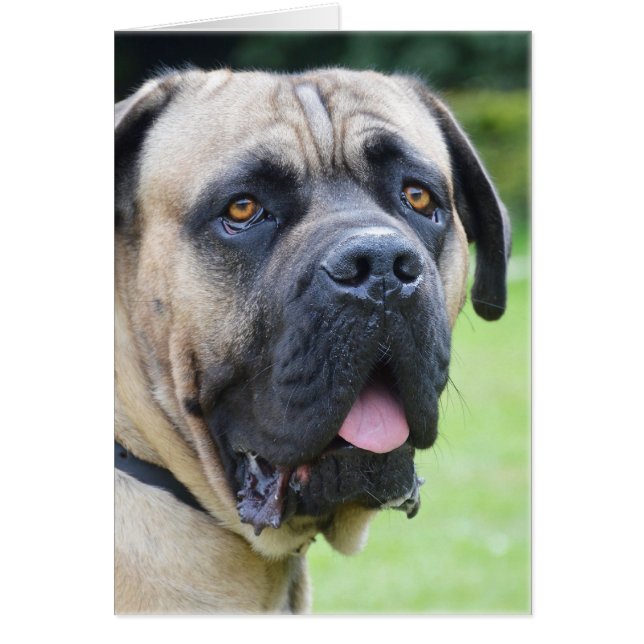 Bullmastiff (Voorkant)