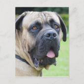 Bullmastiff Briefkaart (Voorkant)