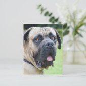Bullmastiff Briefkaart (Staand voorkant)