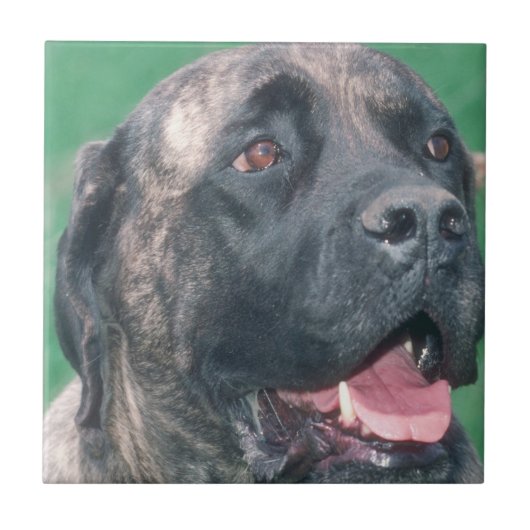 Bullmastiff Brindle Tile Tegeltje (Voorkant)