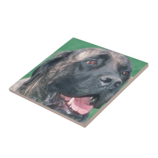 Bullmastiff Brindle Tile Tegeltje (Zijkant)