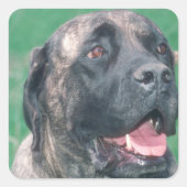 Bullmastiff Brindle Vierkante Sticker (Voorkant)