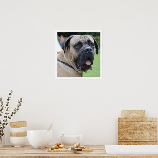 Bullmastiff Face Poster (Keuken)
