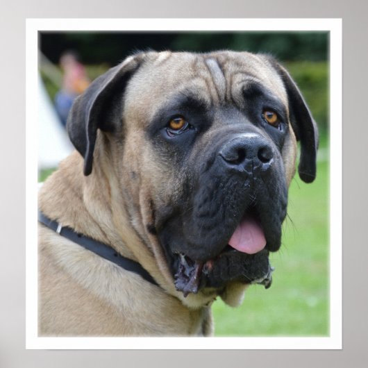 Bullmastiff Face Poster (Voorkant)
