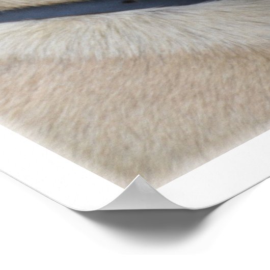 Bullmastiff Face Poster (Hoek)