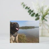 Bullmastiff "Pablo" postcard 1 Briefkaart (Staand voorkant)