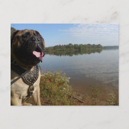 Bullmastiff "Pablo" postcard 1 Briefkaart (Voorkant)