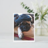 Bullmastiff Pablo postcard 2 Briefkaart (Staand voorkant)