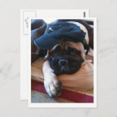 Bullmastiff Pablo postcard 2 Briefkaart (Voorkant / Achterkant)