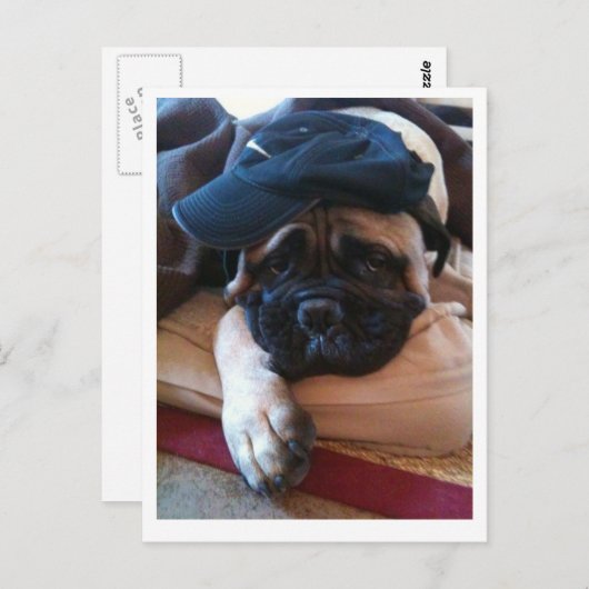 Bullmastiff Pablo postcard 2 Briefkaart (Voorkant / Achterkant)