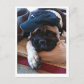 Bullmastiff Pablo postcard 2 Briefkaart (Voorkant)
