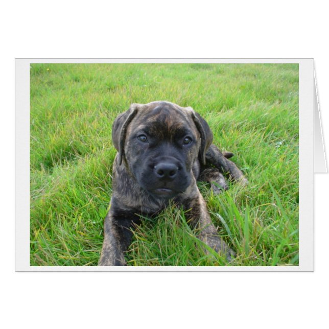 Bullmastiff_puppy 2.png (Voorkant Horizontaal)