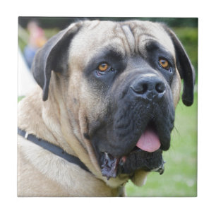 Bullmastiff Tegeltje